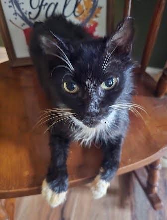 Fitzgerald `a Priority