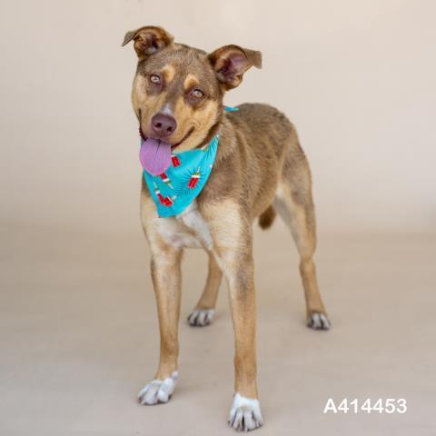 An adult medium-sized female Labrador Retriever dog named Feather for adoption in Conroe, TX
