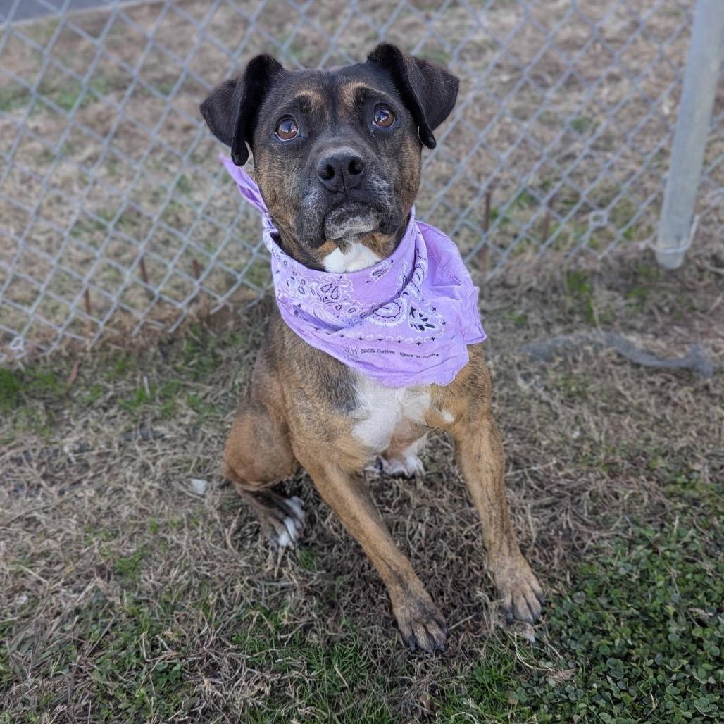 An adult medium-sized female Brown / Chocolate Mixed Breed dog named Sandalwood for adoption in Columbiana, AL