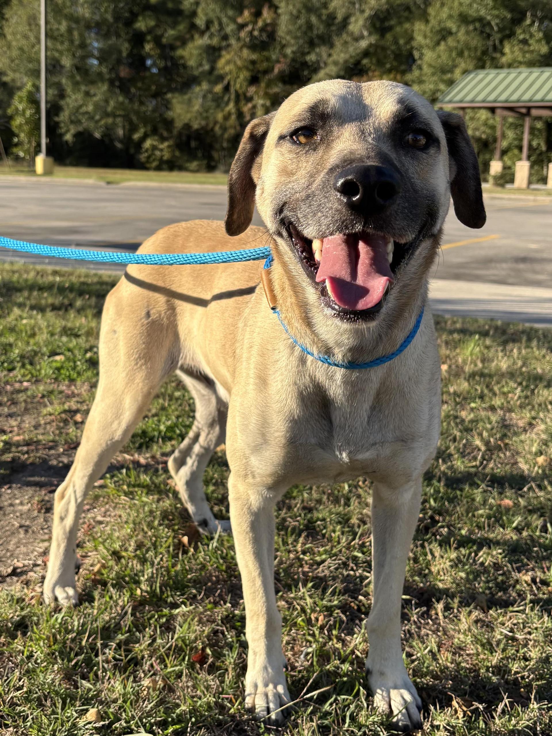 An adult medium-sized male Shepherd dog named Moose for adoption in Houston, TX