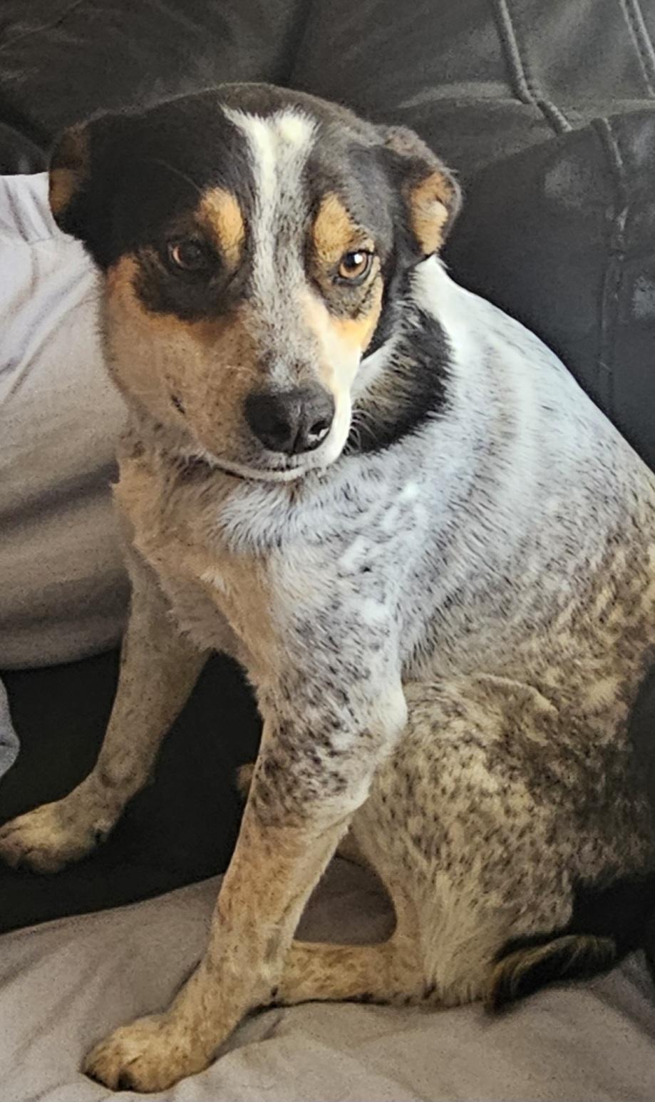 Jack Blue Heeler