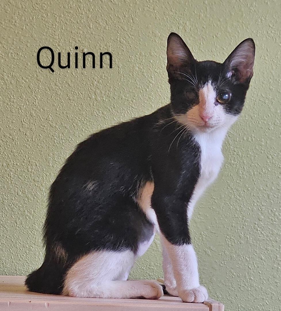 Quinn North Conroe