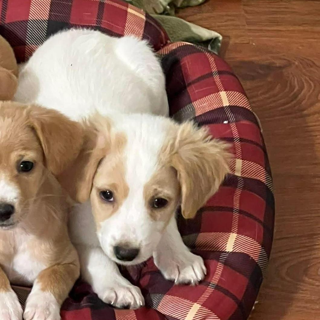 Dorothy The Basset Puppy