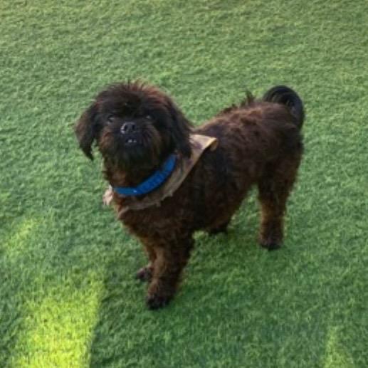 A senior small-sized male Black Shih Tzu dog named Little Bit for adoption in Long Beach, CA
