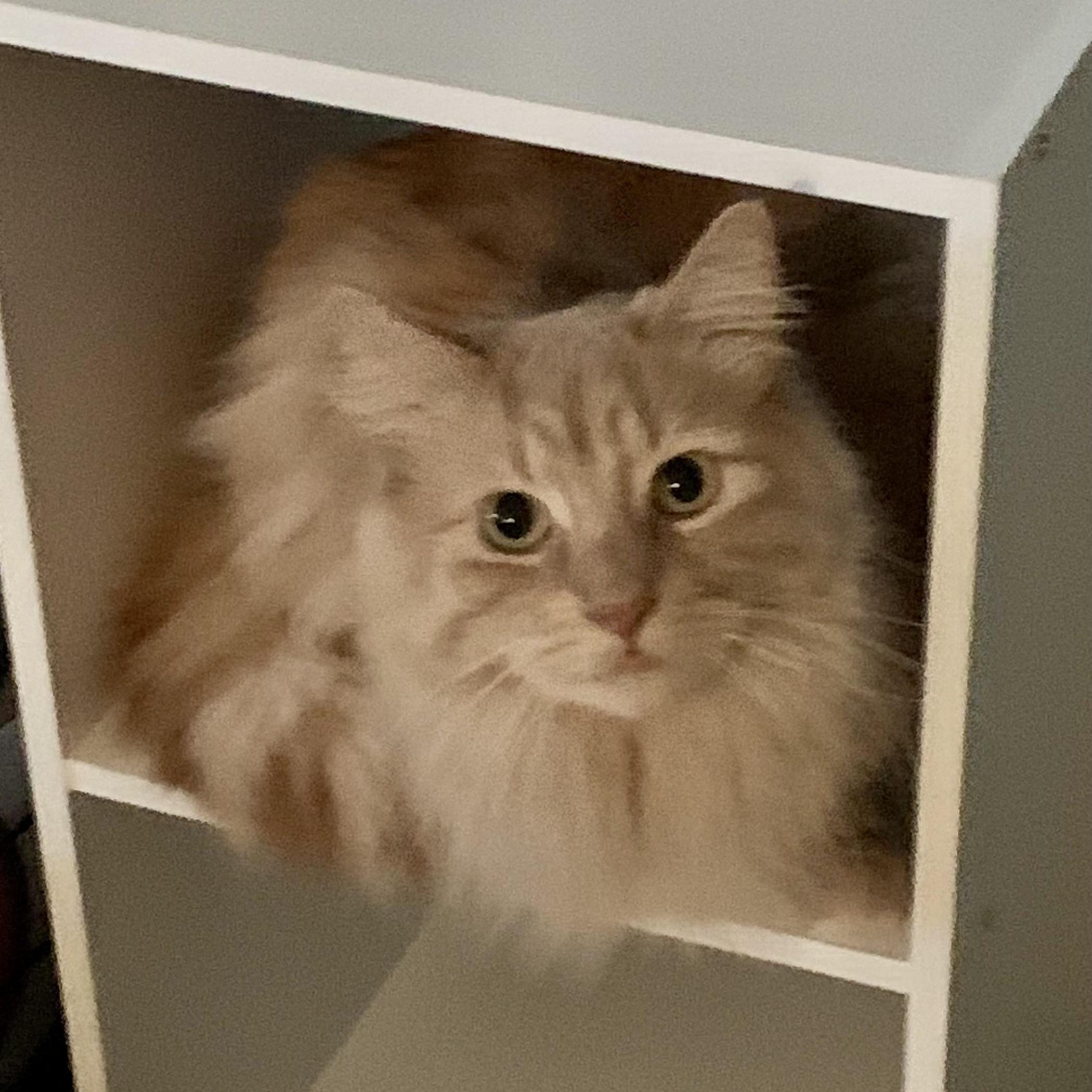 Robbie Handsome Long