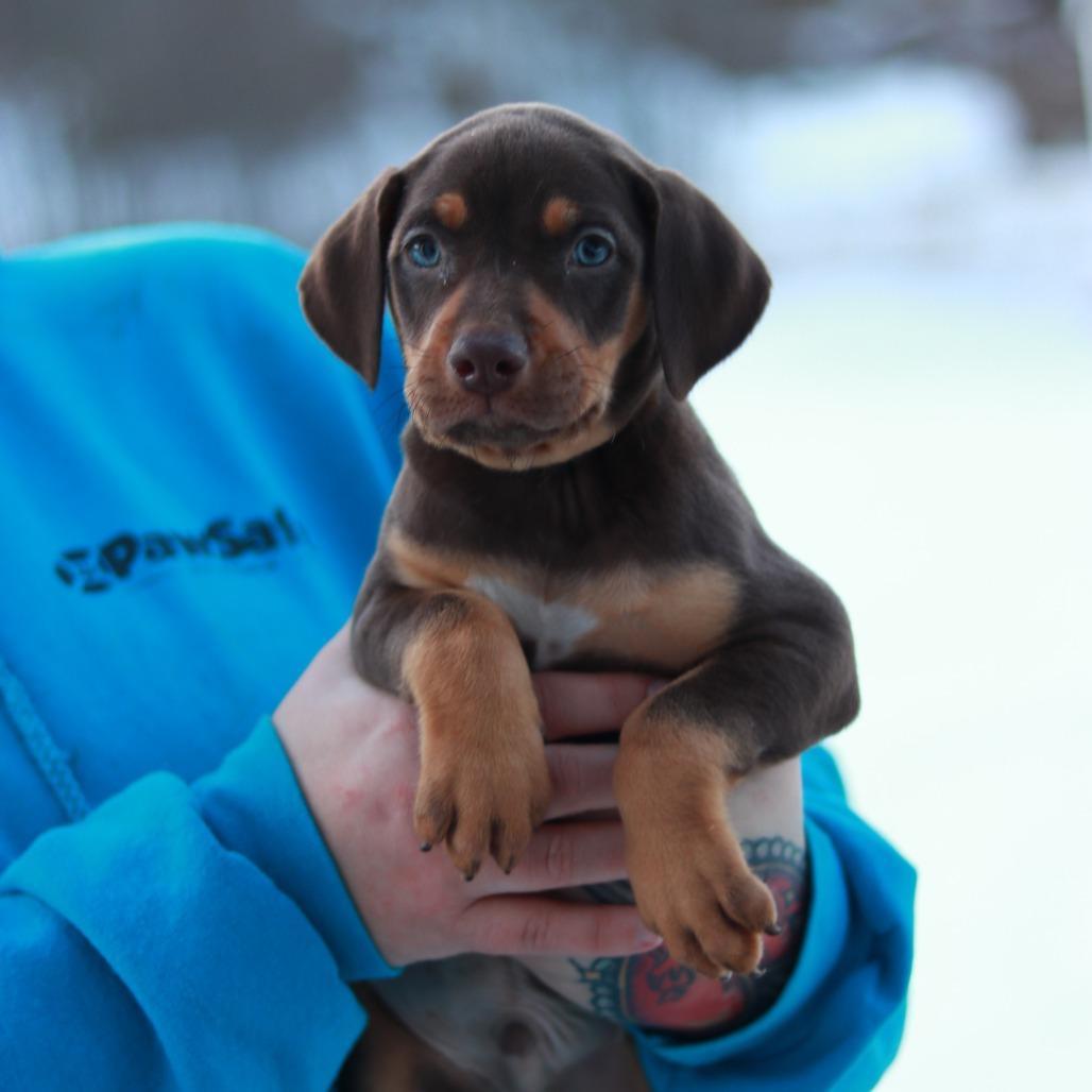 Ct Frito Avail March