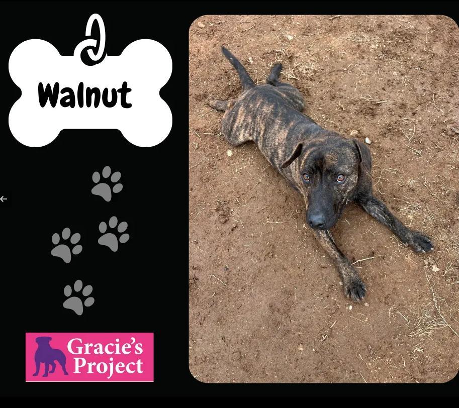 An adult medium-sized male Brindle Plott Hound dog named Walnut for adoption in Canyon, TX