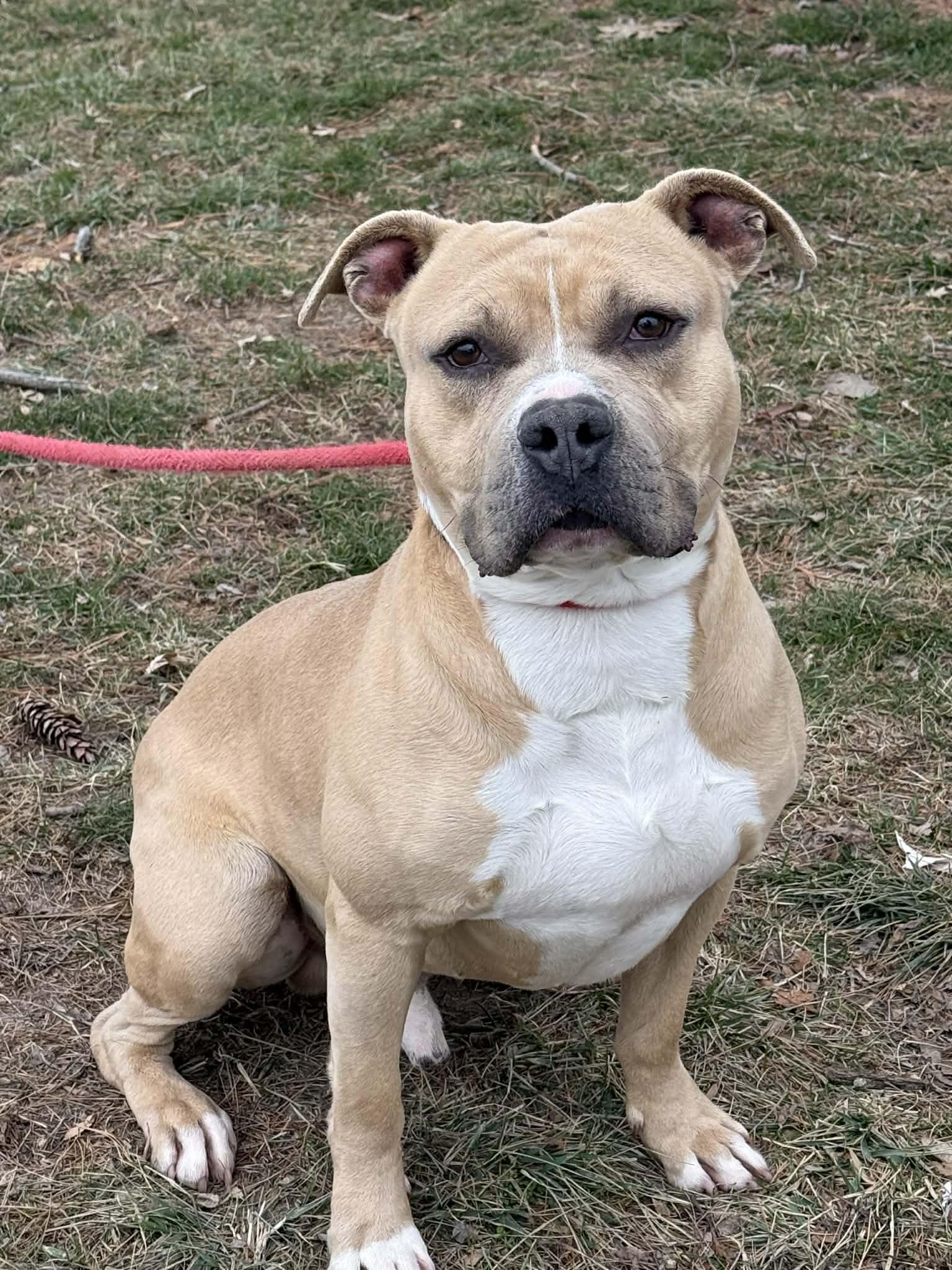 A young medium-sized male Yellow / Tan / Blond / Fawn Pit Bull Terrier dog named Astro for adoption in Springfield, IL