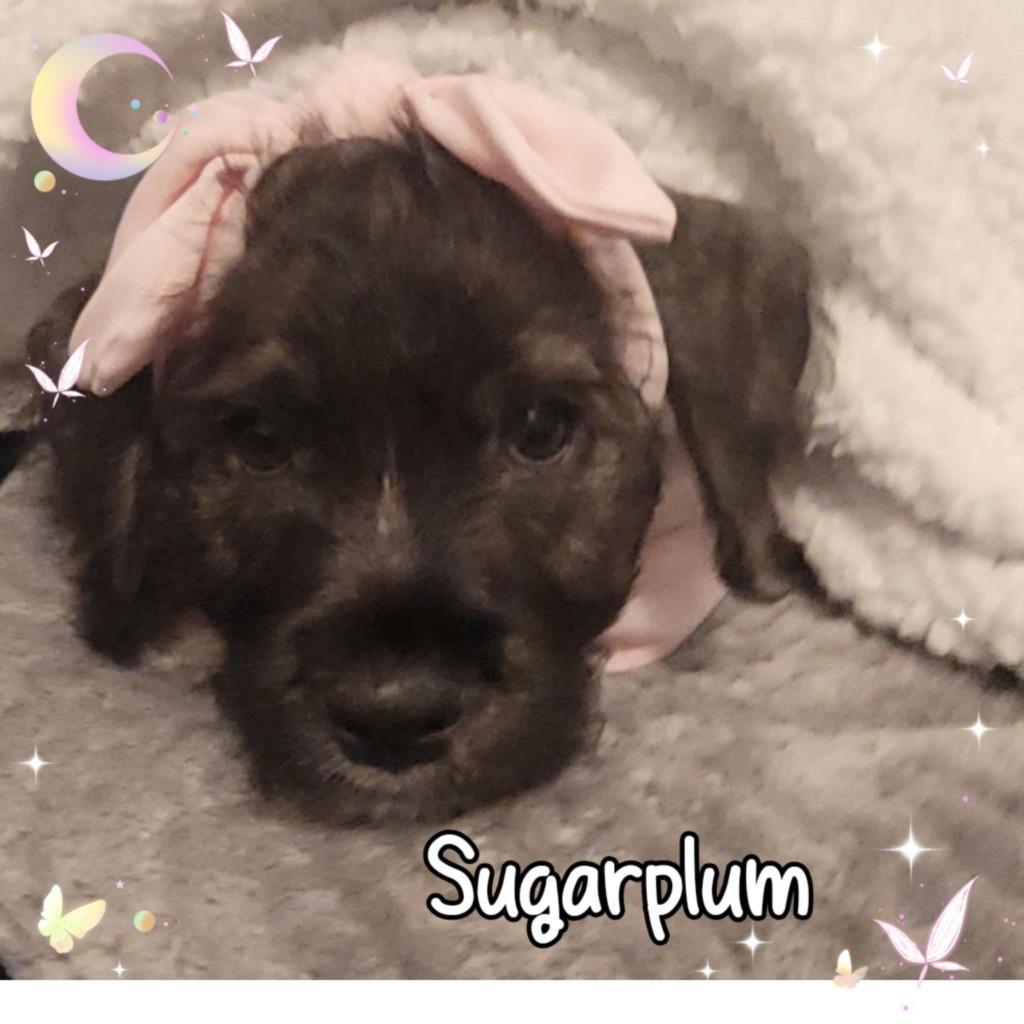 Sugar Plum photo 1