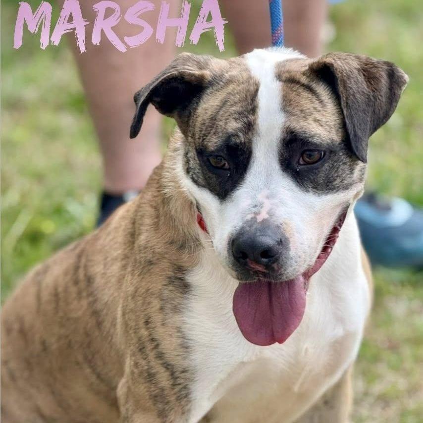 A young medium-sized female Brindle Pit Bull Terrier dog named Marsha for adoption in Holly Springs, MS