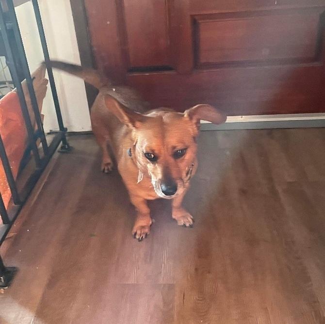 Paddington Bear photo 1