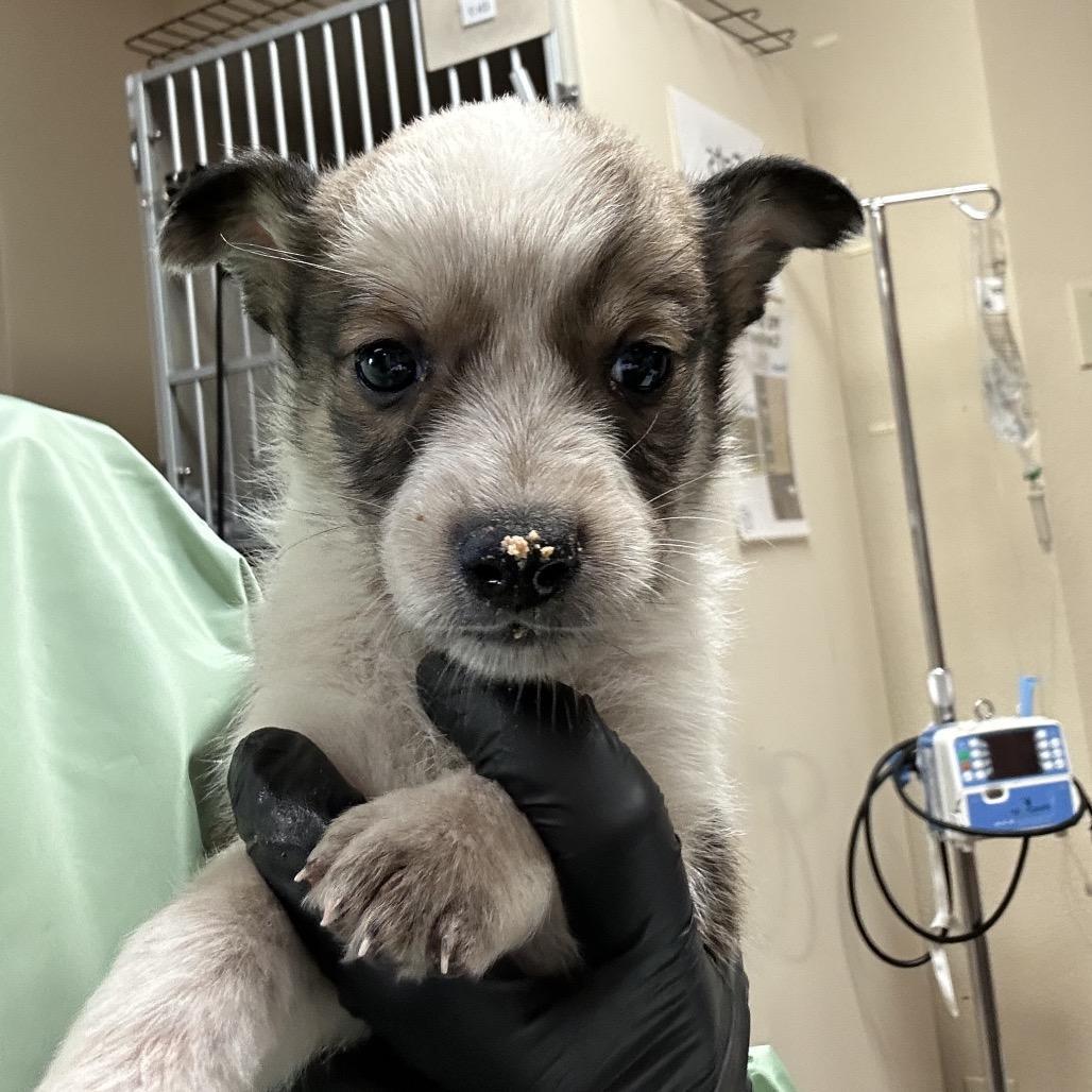 A baby small-sized female White / Cream Mixed Breed dog named Mist Smart And for adoption in Flagstaff, AZ