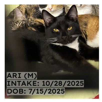 A baby medium-sized male Black & White / Tuxedo Tuxedo cat named Ari for adoption in New Richmond, WI