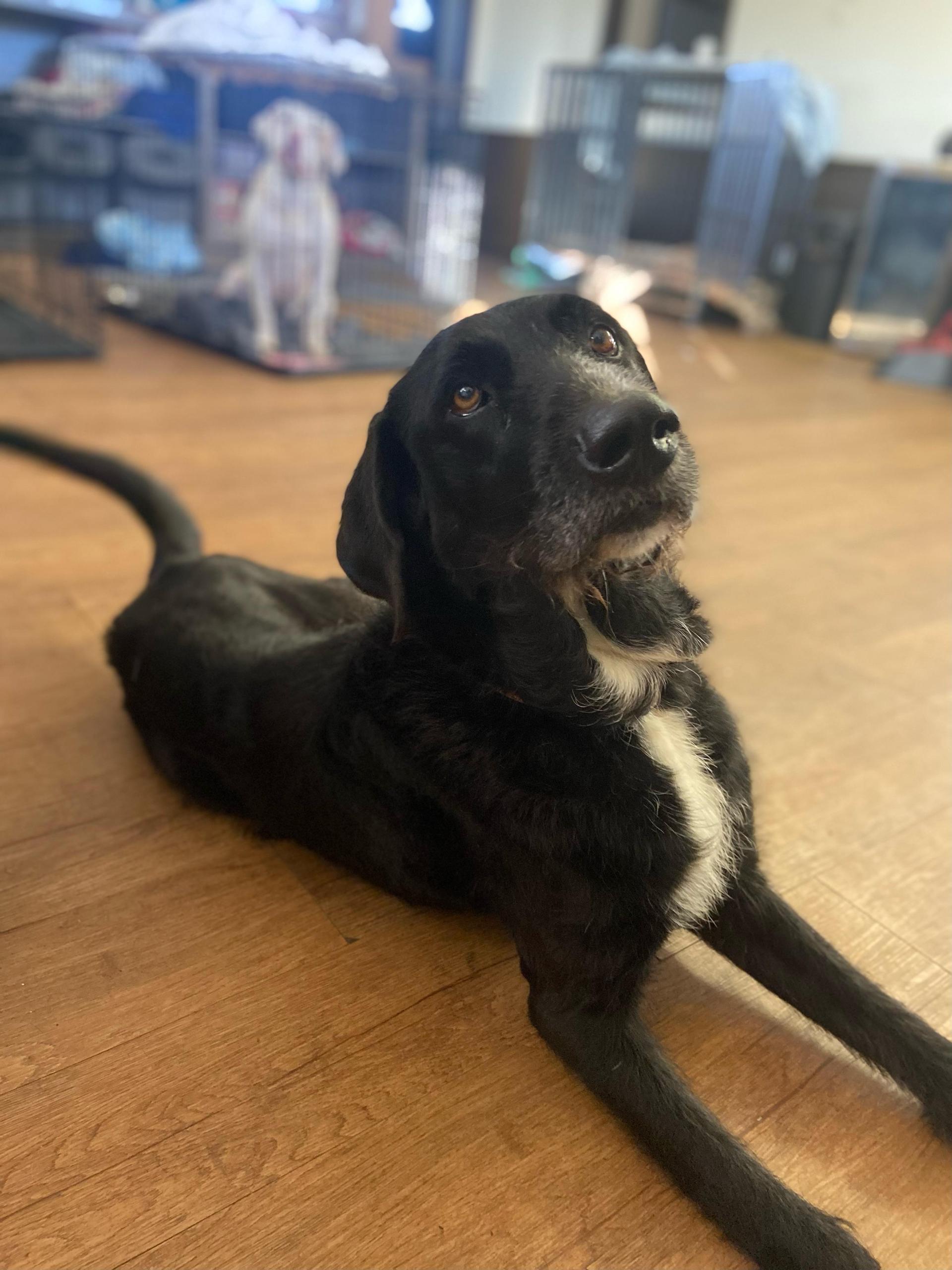 An adult large-sized male Black Irish Wolfhound dog named Crush for adoption in Argyle, TX