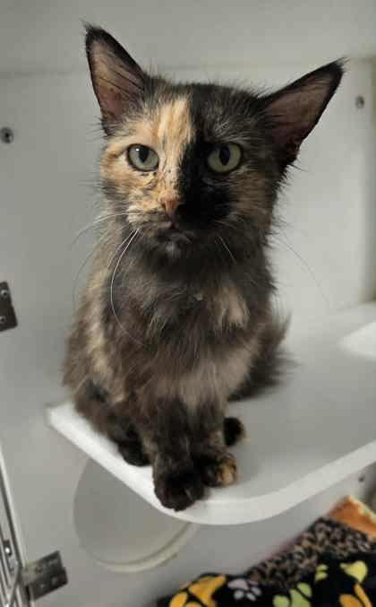 A young medium-sized female Domestic Long Hair cat named Mia for adoption in Atlanta, GA