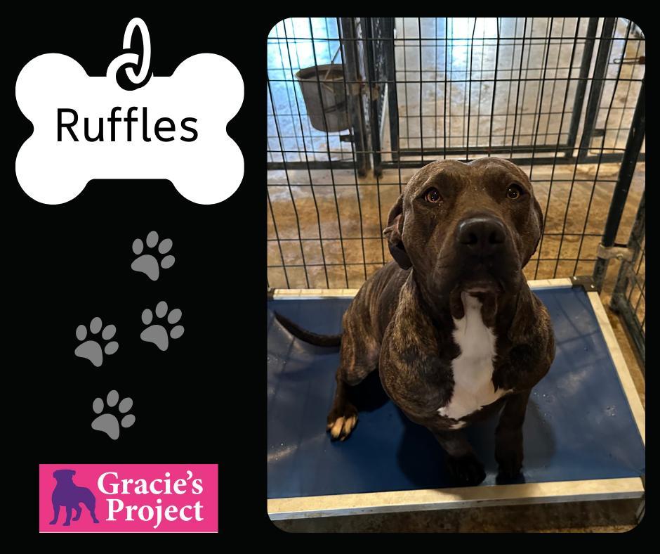 An adult medium-sized female Brindle American Bulldog dog named Ruffles for adoption in Canyon, TX