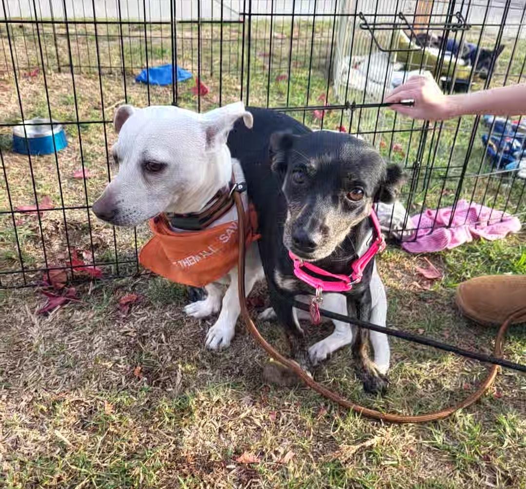 Chocoláte Chiweenie With Vanilla