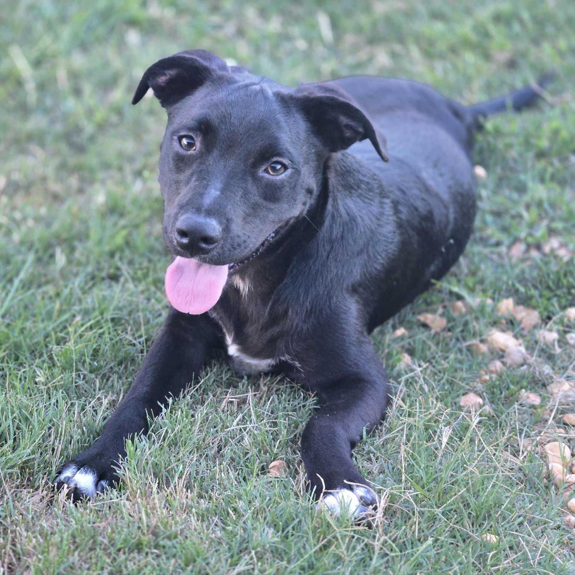 A young medium-sized male Black Terrier dog named Lou Aka Lover for adoption in Sheridan, AR