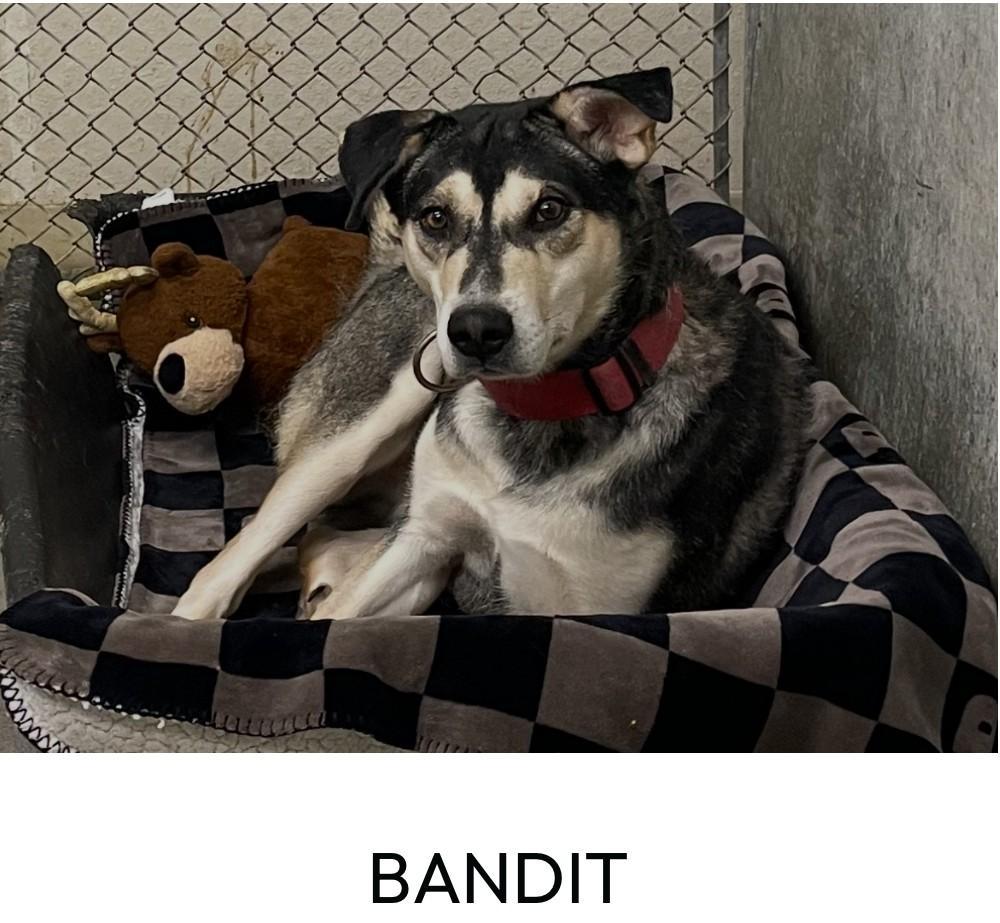 Bandit