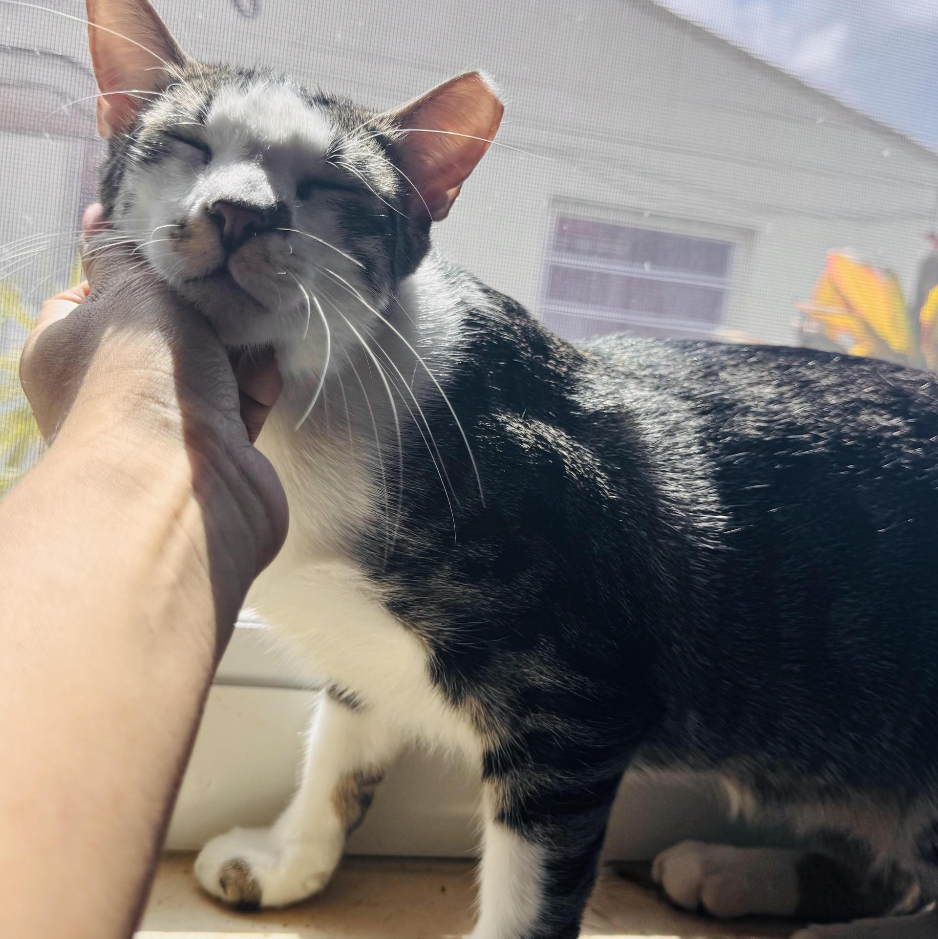 A young medium-sized male Tabby (Gray / Blue / Silver) Domestic Short Hair cat named Sal for adoption in Miami, FL