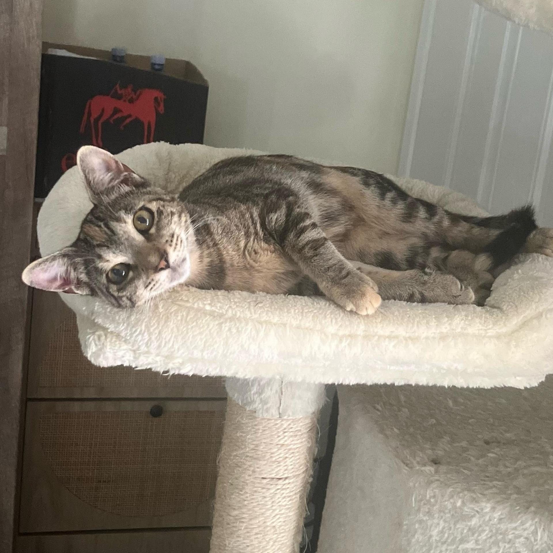 A baby small-sized female Tabby cat named Clementine for adoption in Miami, FL