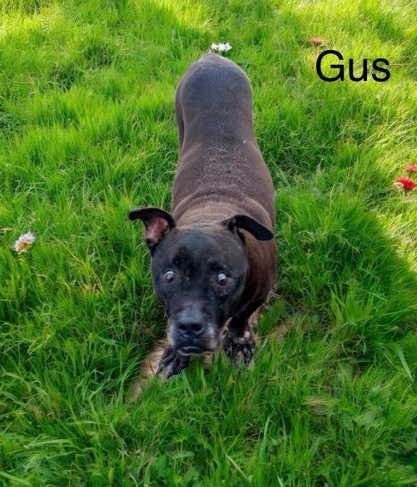Gus photo 1