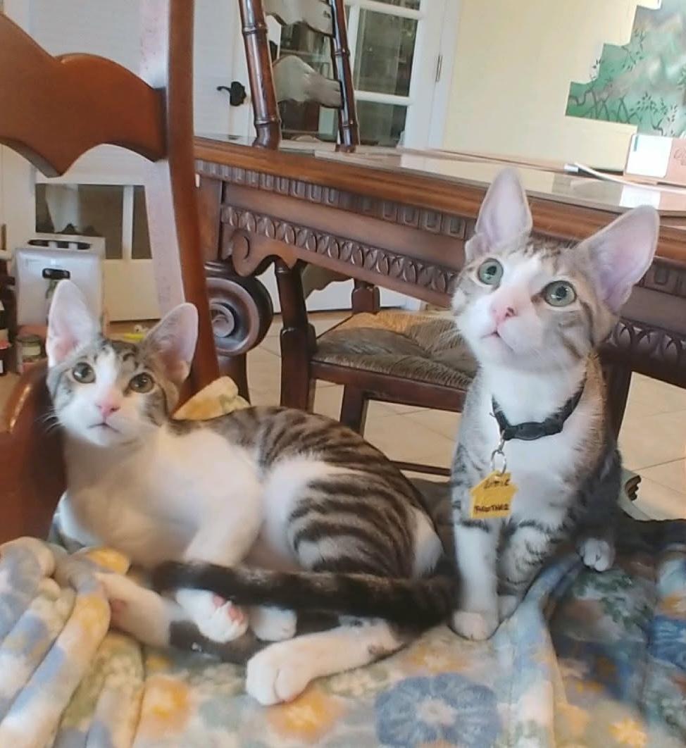 Little Brother And Patches