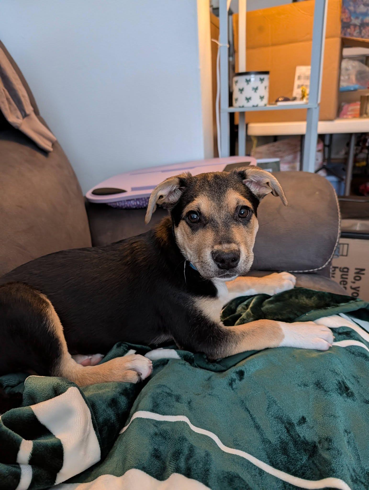 Max The Shepherd Mix