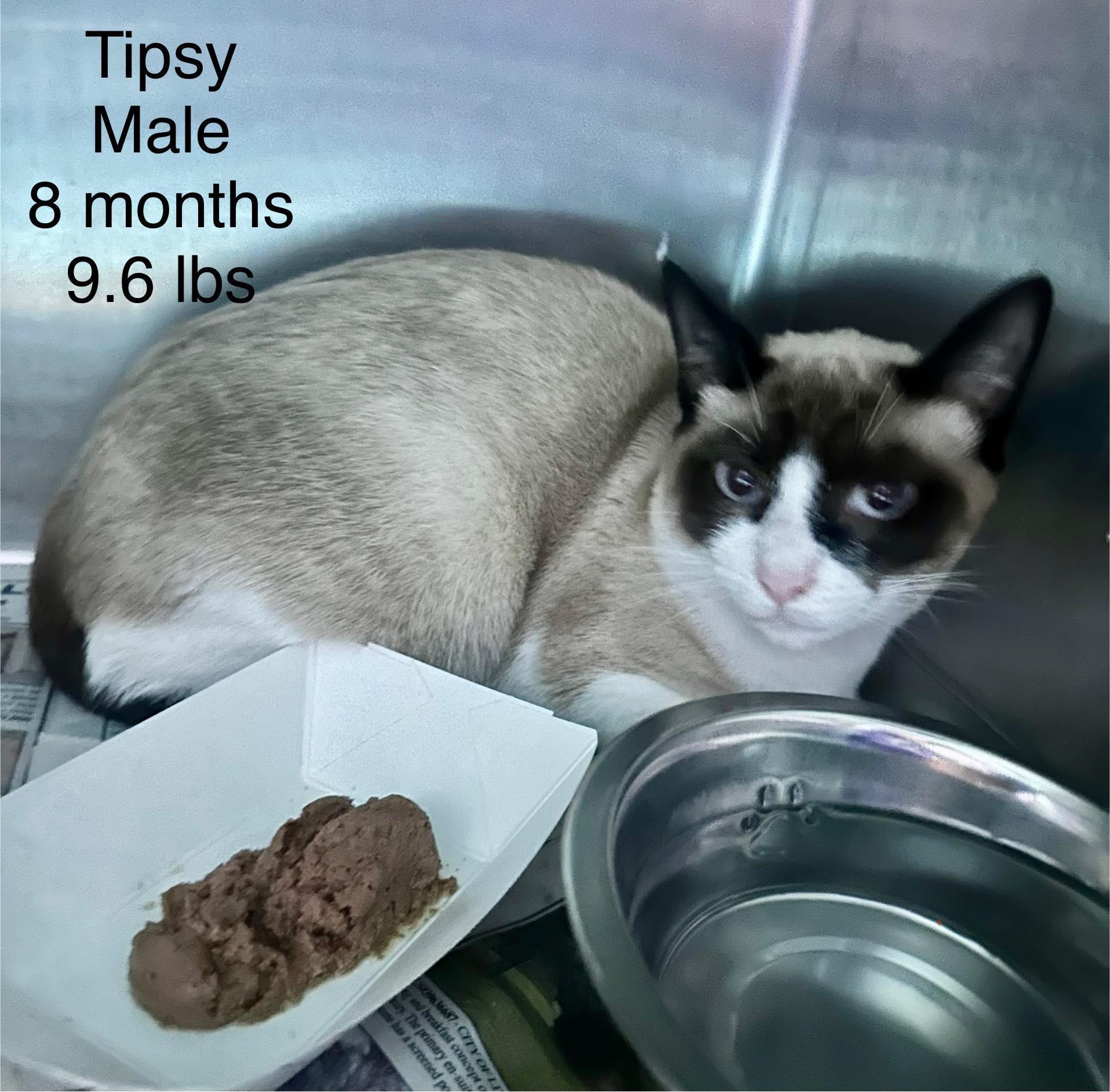 Tipsy Siamese Kittern