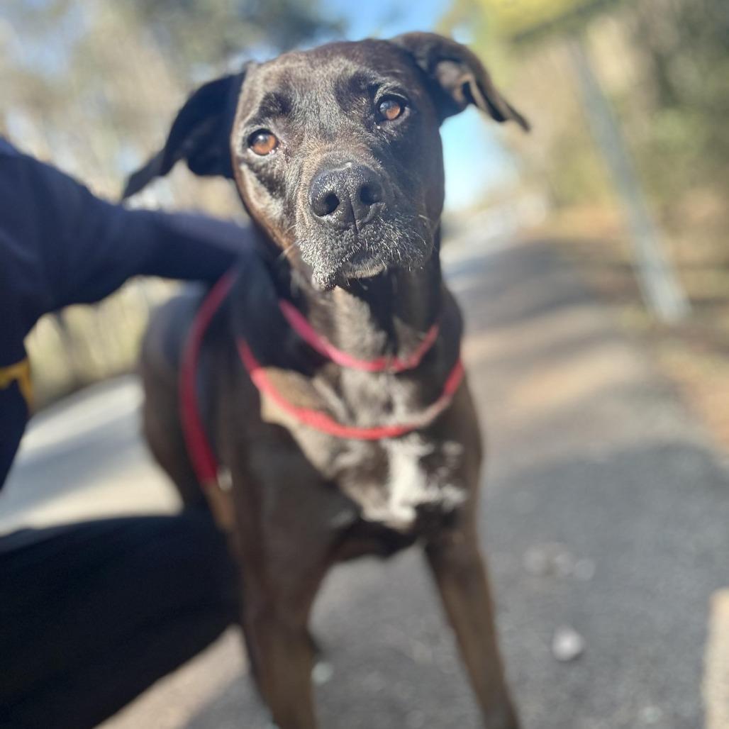 An adult medium-sized male Brown / Chocolate Labrador Retriever dog named Judd for adoption in Summerville, SC
