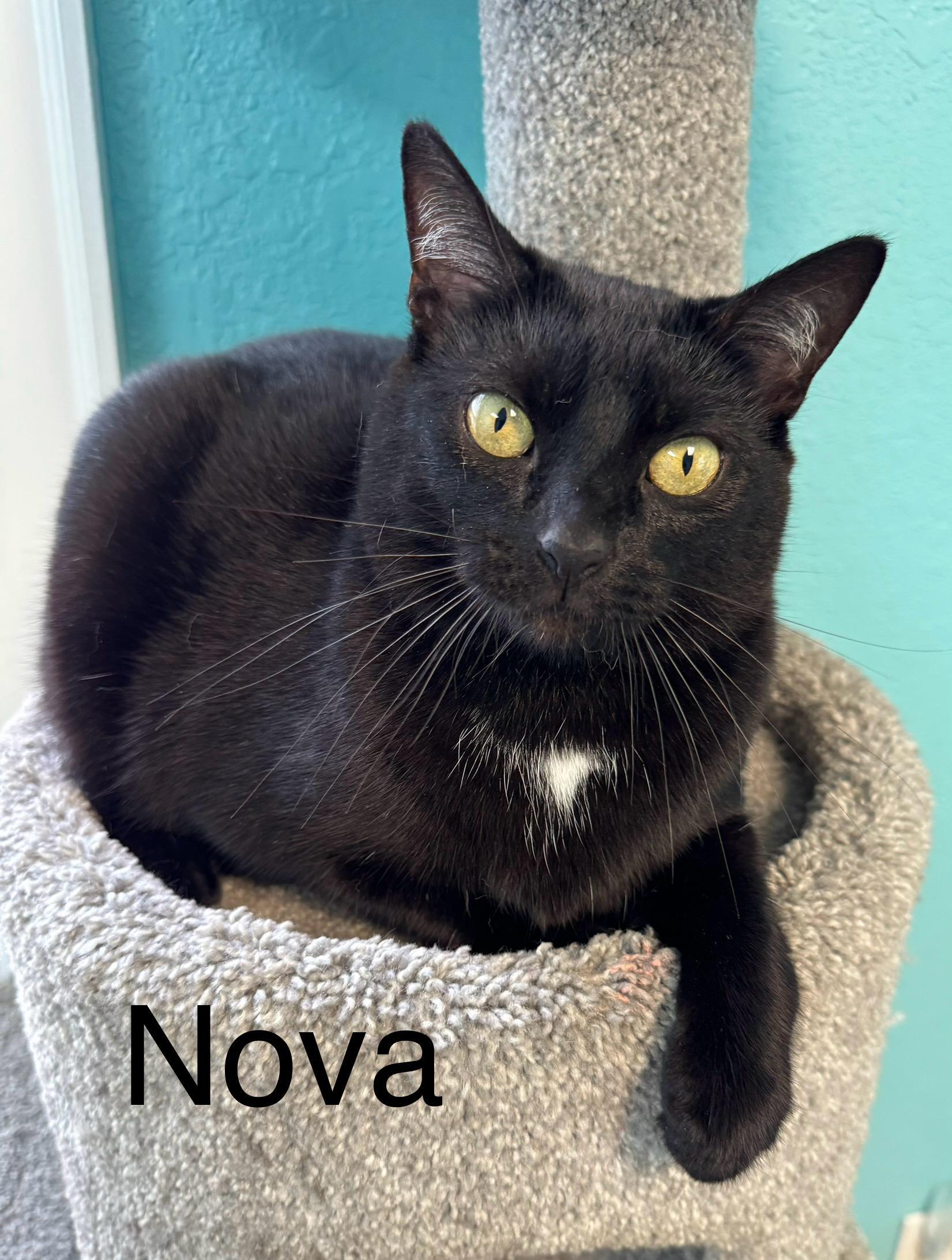 Nova Female Black