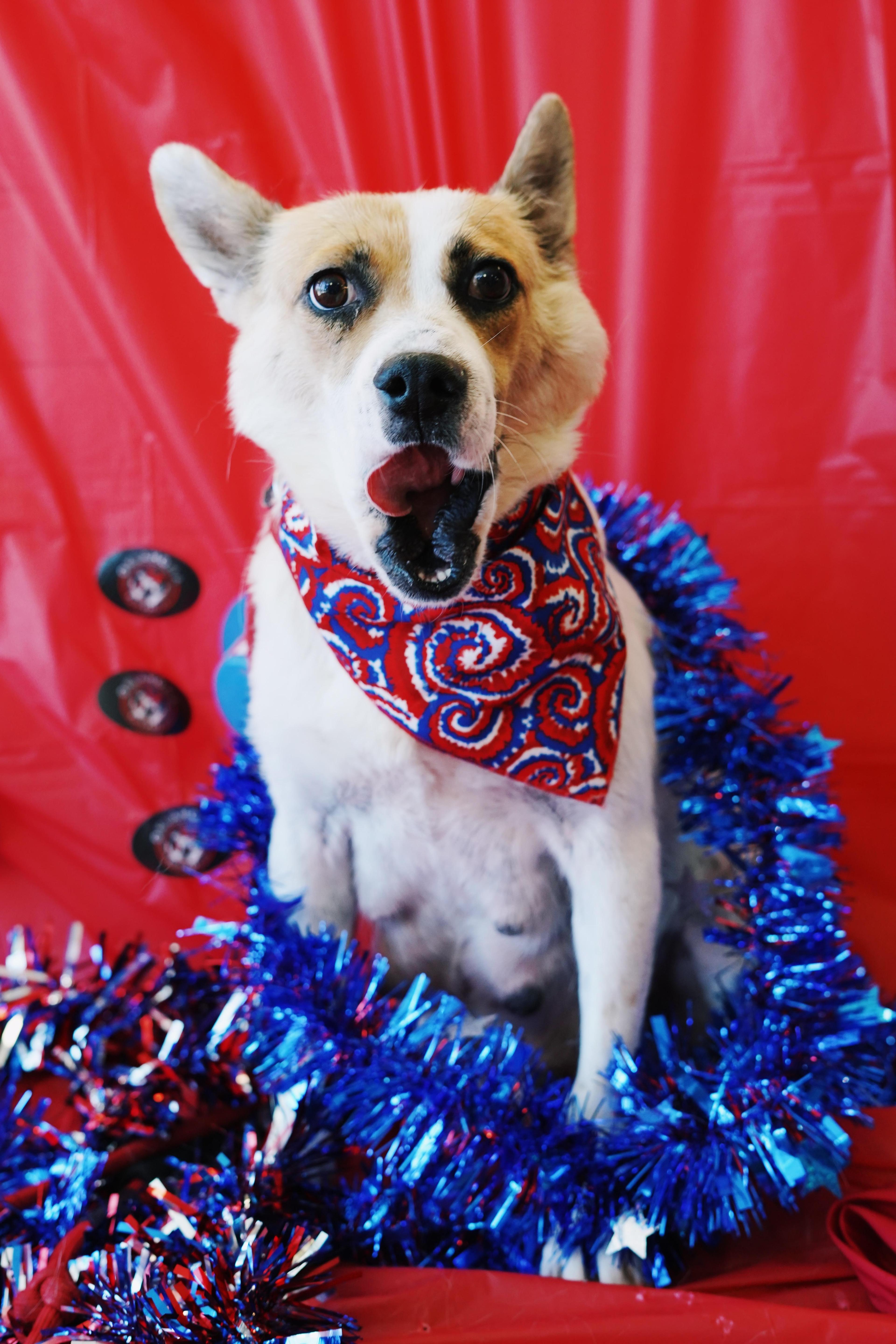 Independence “indy”