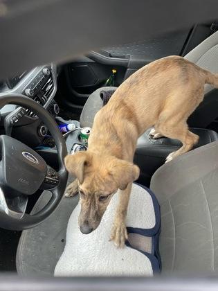A young medium-sized female Mixed Breed dog named Dalgona for adoption in Chamblee, GA