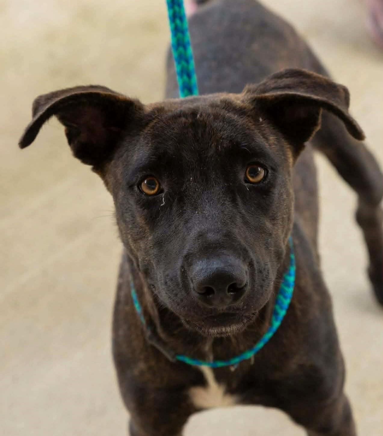 An adult medium-sized female Brindle Chocolate Labrador Retriever dog named Missy for adoption in Wantagh, NY