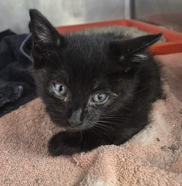 A baby medium-sized male Domestic Short Hair cat named Boaz for adoption in Napa, CA