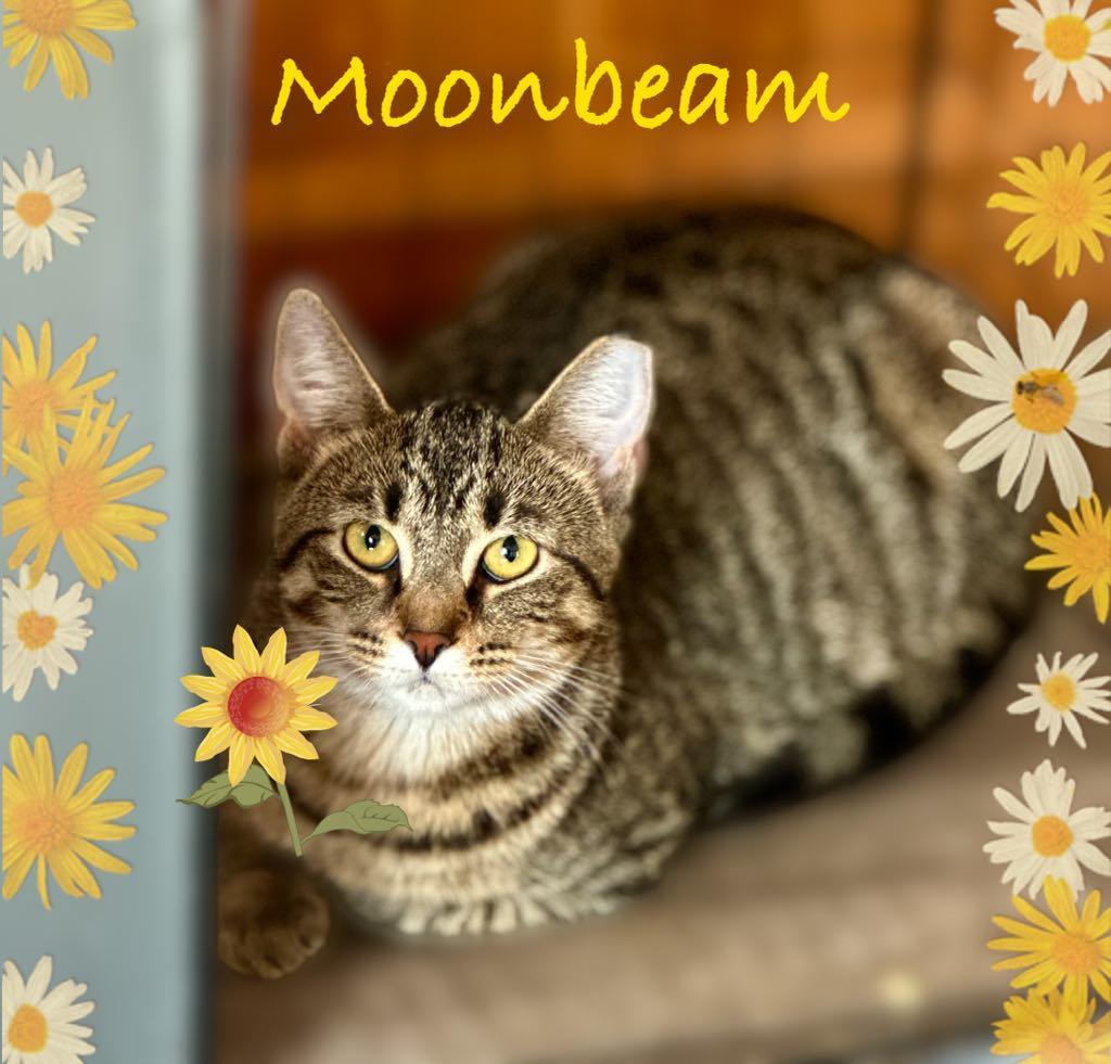 Moonbeam