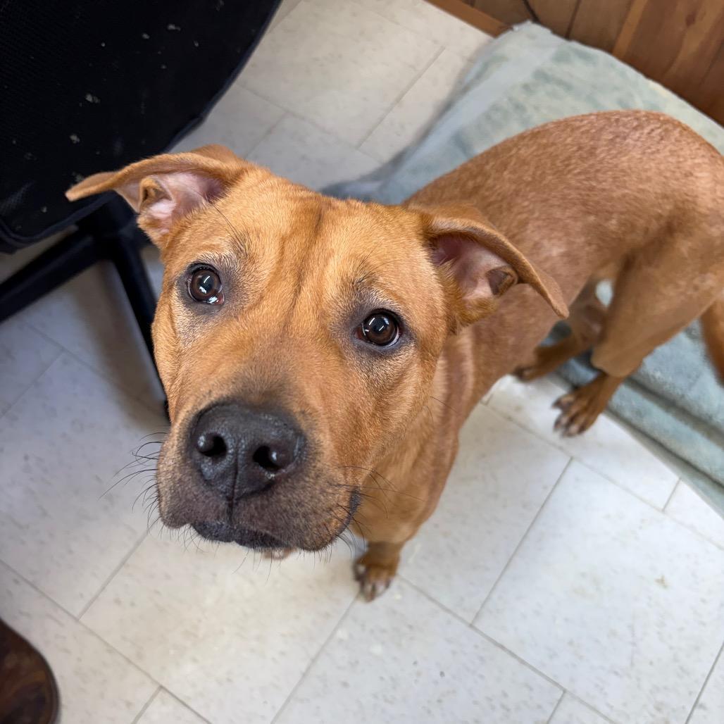 An adult medium-sized male Yellow / Tan / Blond / Fawn Mixed Breed dog named Buttermilk Ranch for adoption in Columbiana, AL