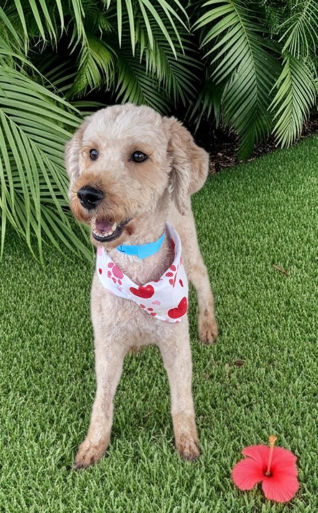 Dorothysweet Poodle Mix!