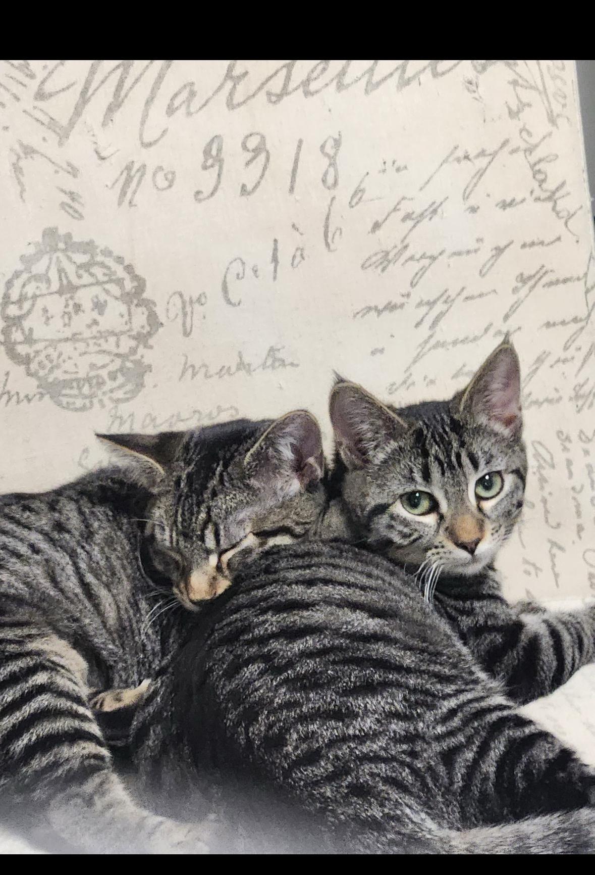 Presley & Purrrcilla