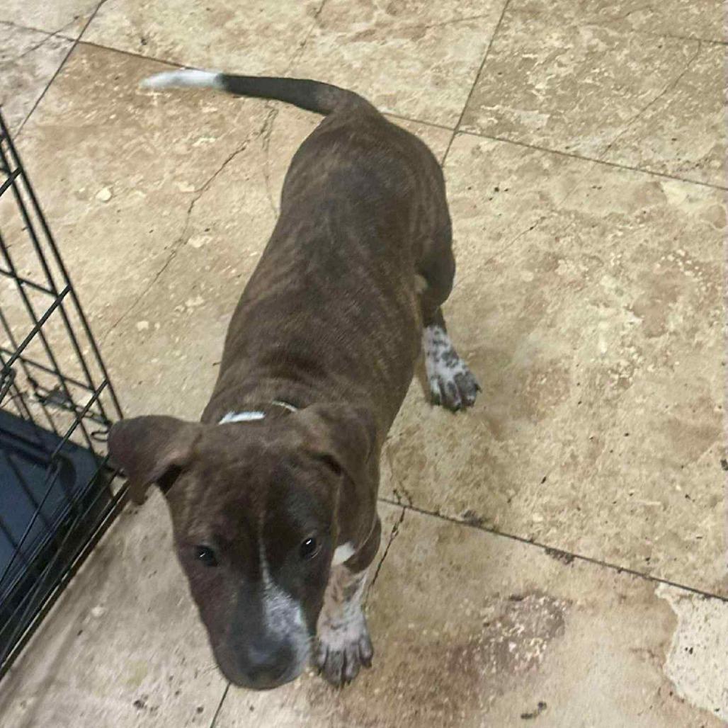 Oliver Twist photo 1