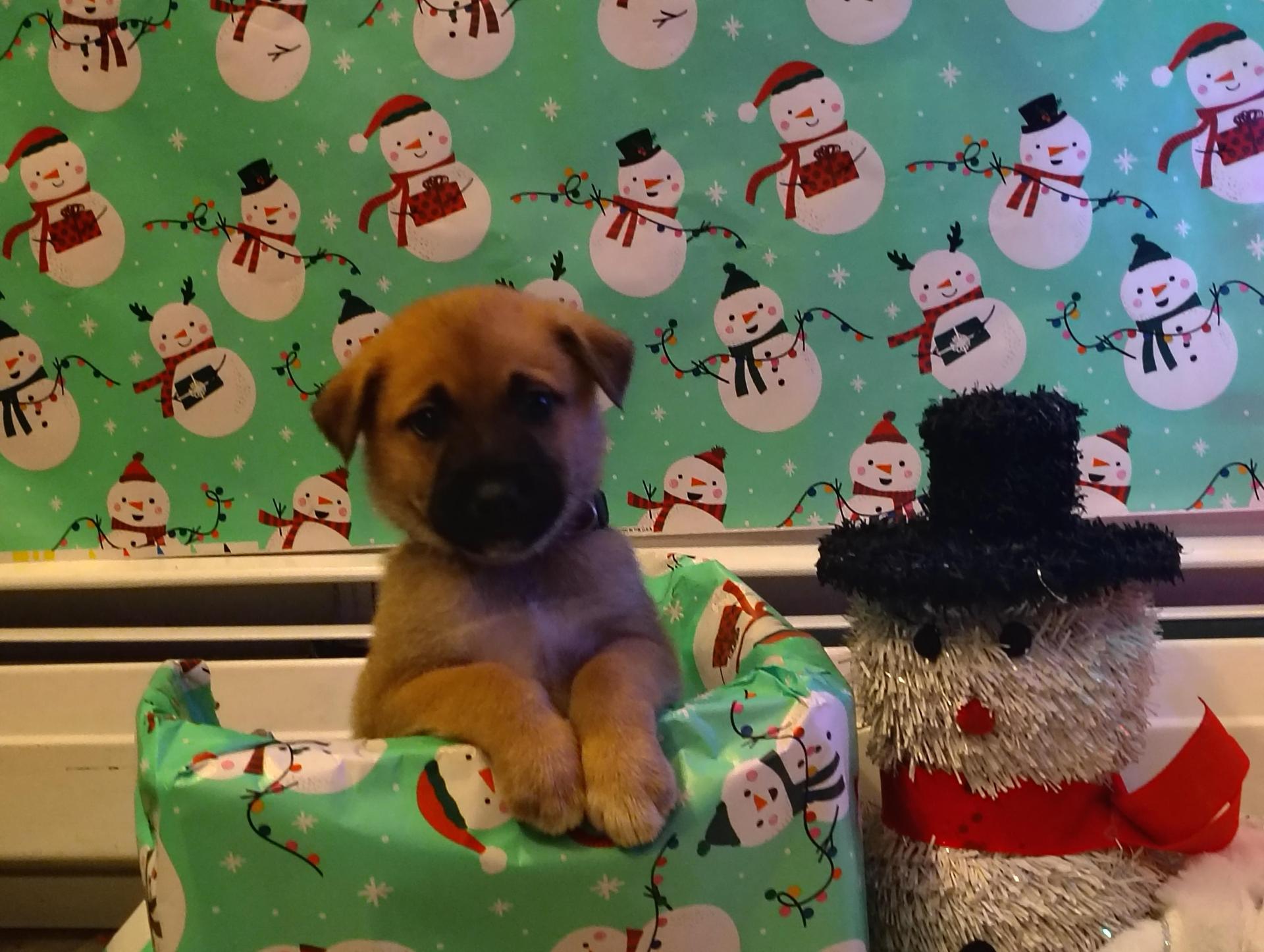 A baby medium-sized male German Shepherd Dog dog named Dopey for adoption in Sumter, SC