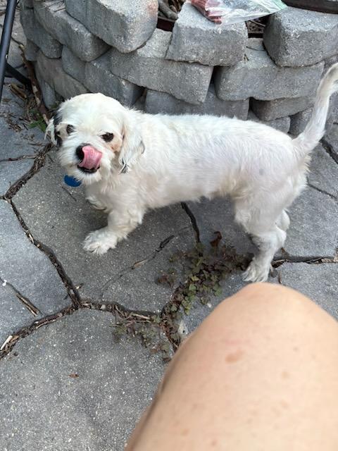 An adult small-sized male White / Cream Shih Tzu dog named Gizmo for adoption in Williamsburg, VA