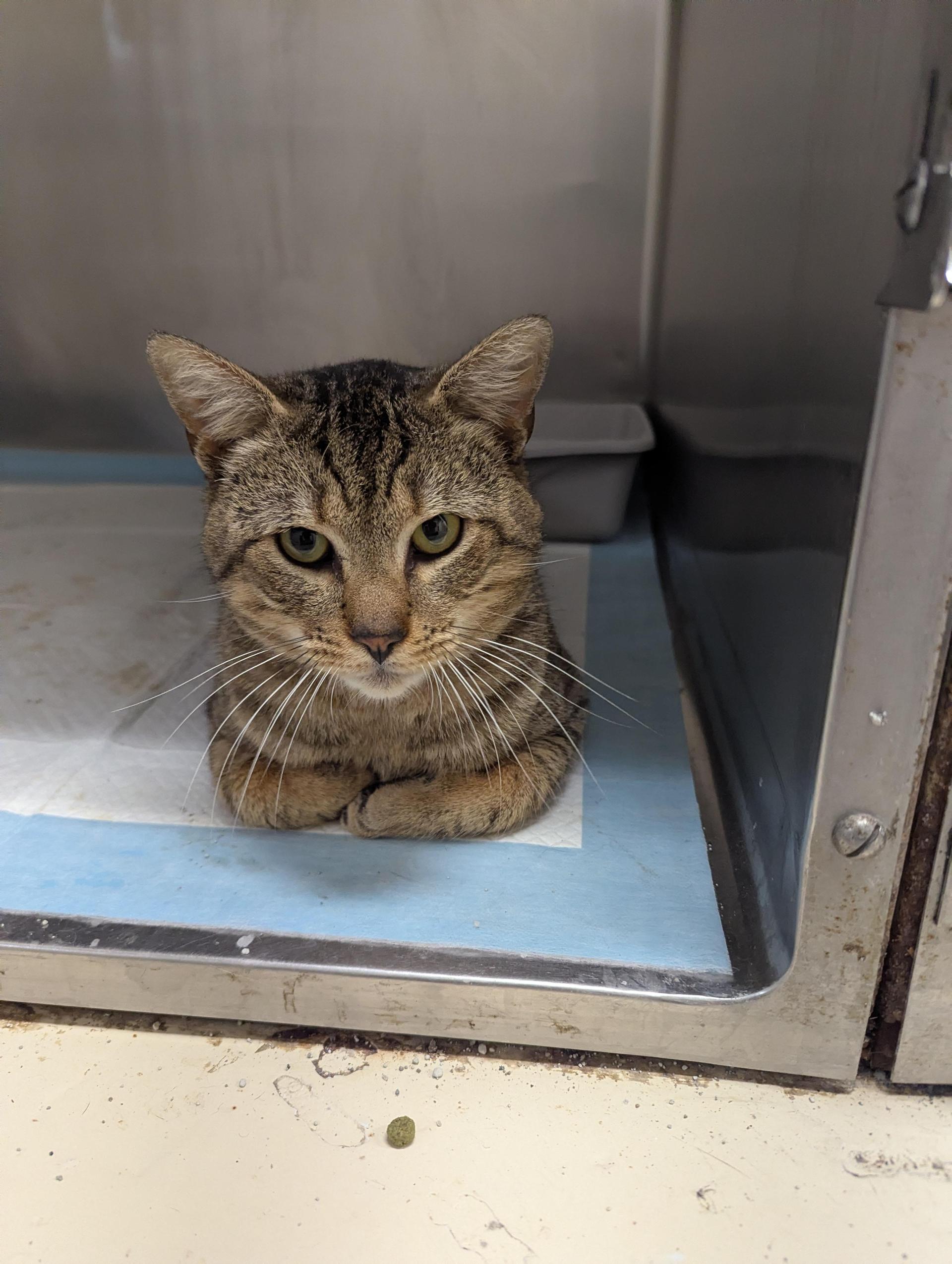 An adult large-sized male Tabby (Brown / Chocolate) Domestic Short Hair cat named Dodger for adoption in Rocky Mount, NC
