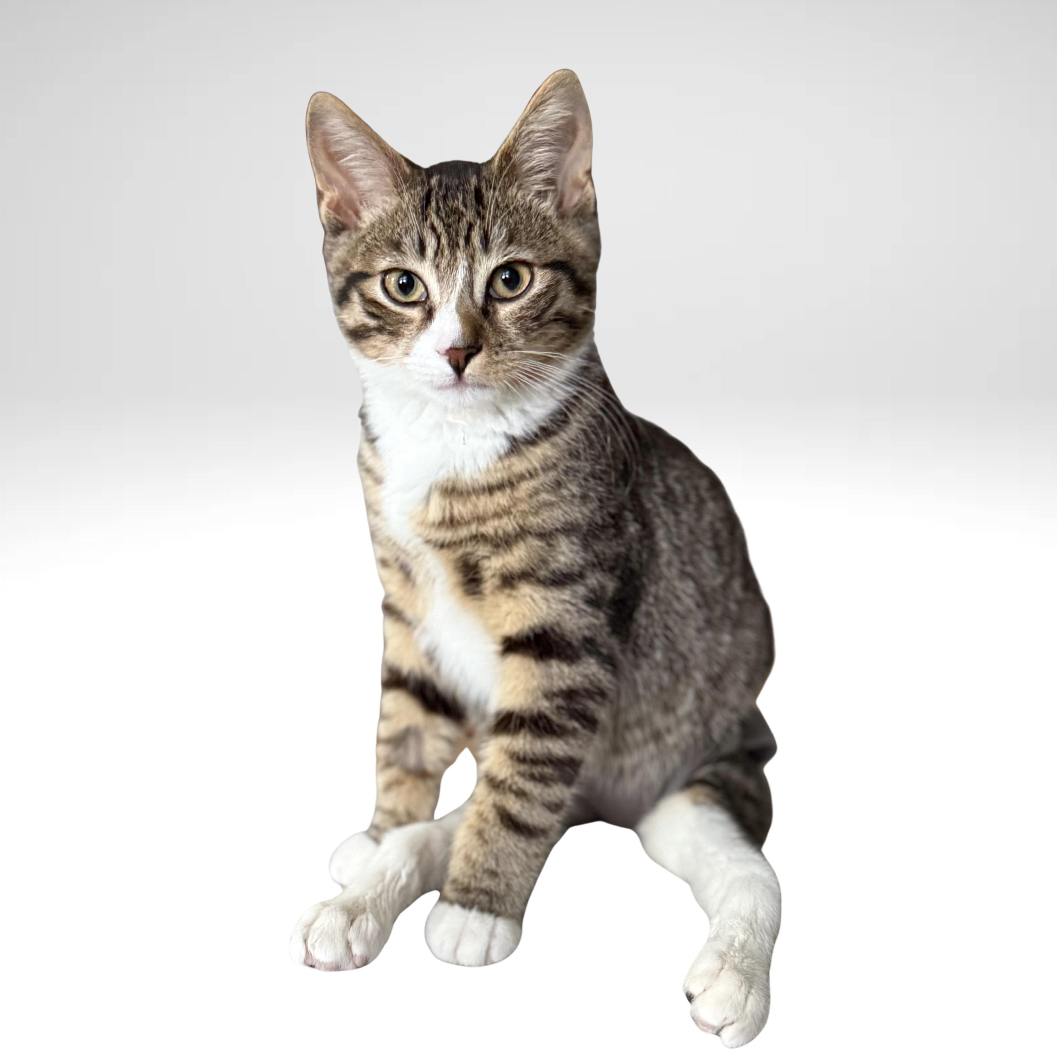 Baguette | Paralyzed? No