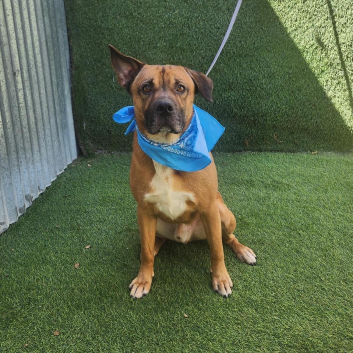 An adult medium-sized male Brown / Chocolate Shepherd dog named Grover for adoption in Oak Point, TX