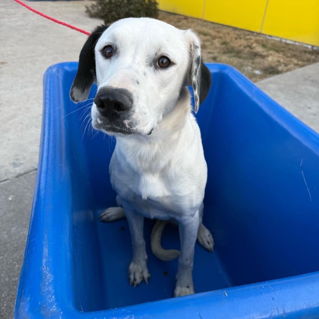 Pamella Roland photo 1