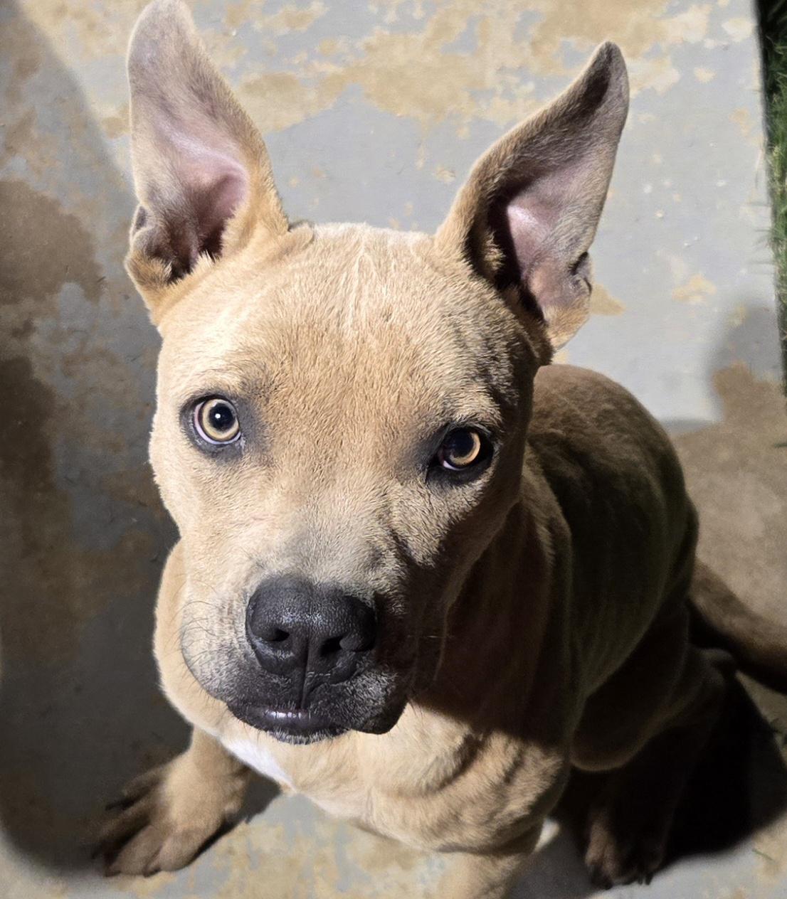 A young large-sized male Apricot / Beige Pit Bull Terrier dog named Ford for adoption in Sheridan, AR
