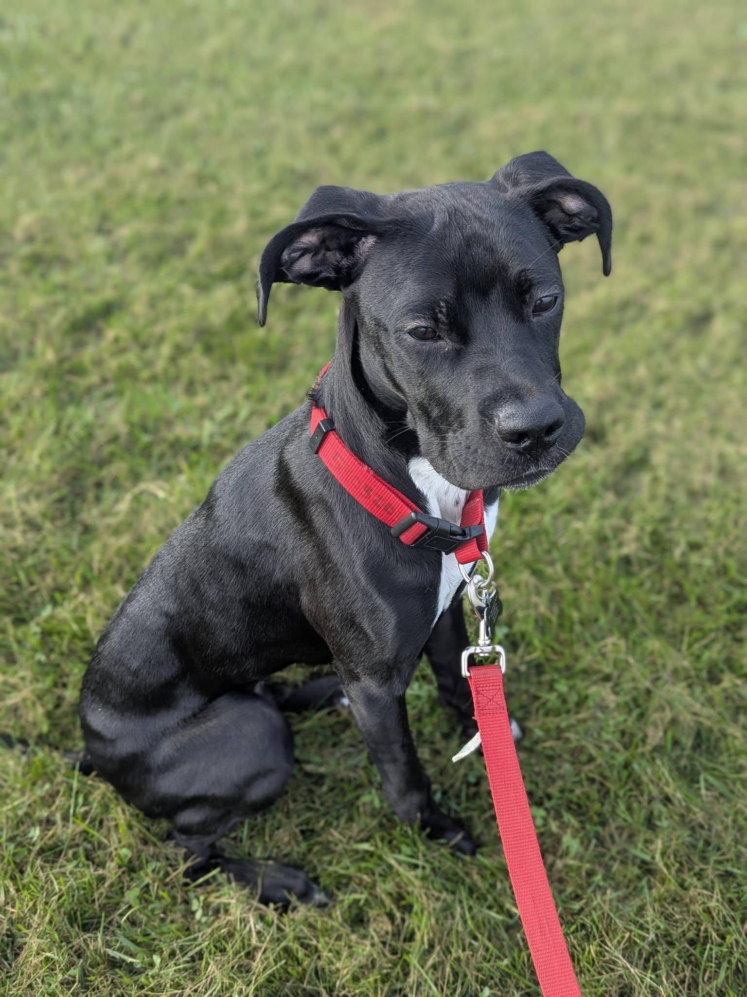 Bolt — Community Post