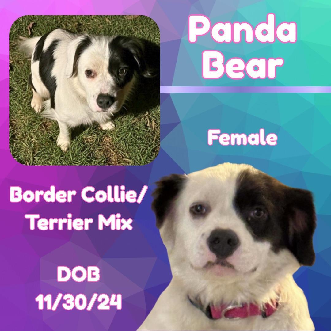 Panda Bear