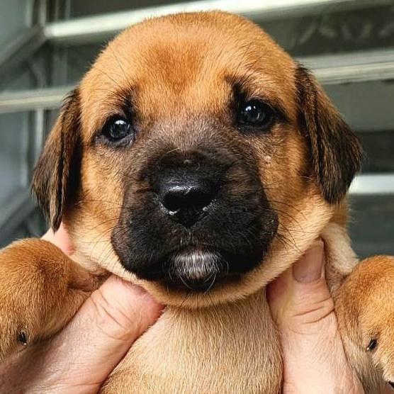 Cosmo "so Cute Litter